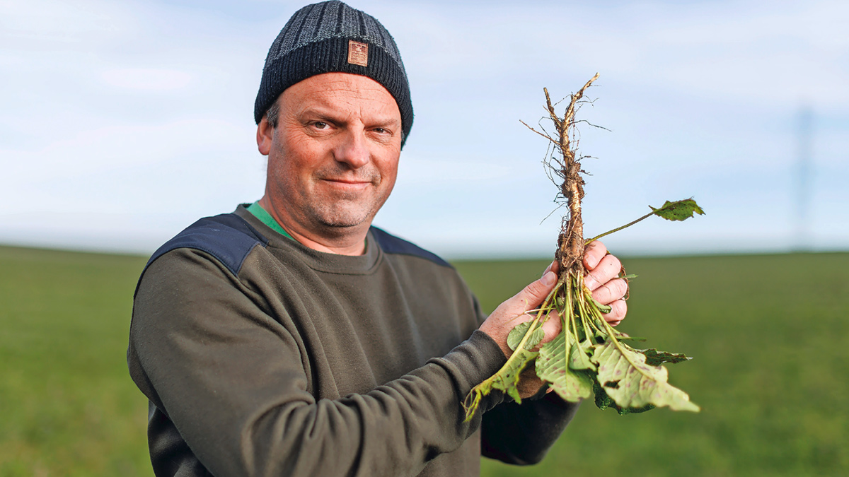 lutte contre les rumex et les chardons
